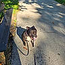 autumn, bench, black_dog, collar, daytime, dog, grass, happy, leash, leaves, nature, outdoor, park, path, pet, shadow, sitting, sunlight, tongue_out, walking