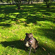 Lockheart is registered to the contest to win money with this photo: animal, autumn_leaves, black_dog, canine, collar, daytime, dog, grass, greenery, happy, leash, nature, outdoor, panting, park, pet, shadow, sitting, sunlight, trees