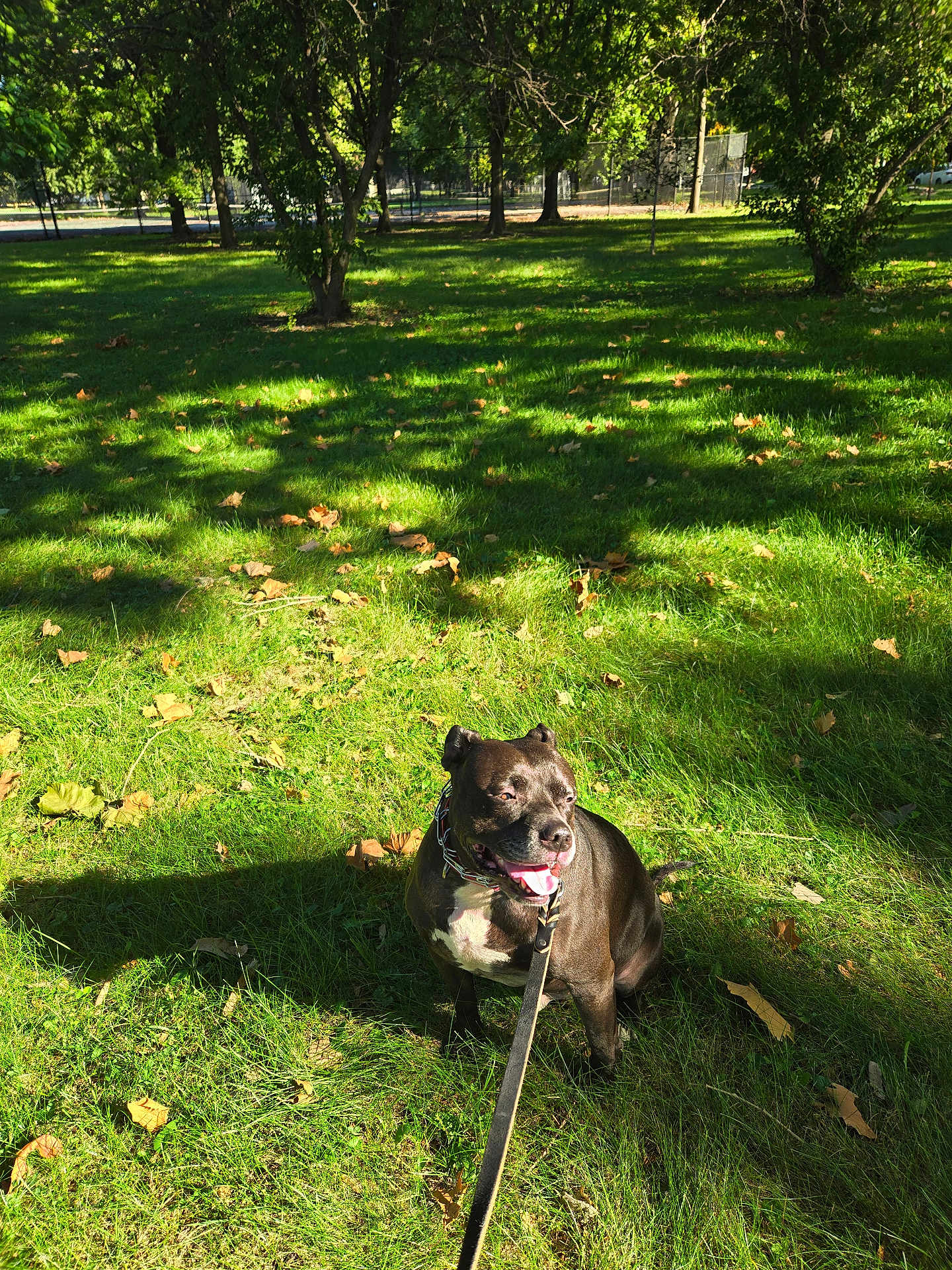 Lockheart is registered to the contest to win money with this photo: animal, autumn_leaves, black_dog, canine, collar, daytime, dog, grass, greenery, happy, leash, nature, outdoor, panting, park, pet, shadow, sitting, sunlight, trees