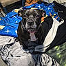 Lockheart is registered to the contest to win money with this photo: animal, bed, black_dog, blanket, carpet, collar, cozy, curious, dog, fabric, floor, foot, furniture, home, indoor, looking_up, pet, soft_texture, white_markings, wooden_chair
