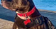 Lockheart joined the competition — help win amazing prizes! animal, black_dog, calm, canine, collar, daytime, dog, harness, muscular, nature, ocean, outdoor, pavement, pet, red_collar, side_view, sky, sunlight, watchful, water