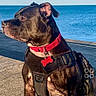 animal, black_dog, calm, canine, collar, daytime, dog, harness, muscular, nature, ocean, outdoor, pavement, pet, red_collar, side_view, sky, sunlight, watchful, water