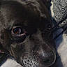 Lockheart is registered to the contest to win money with this photo: animal, black_dog, blanket, brown_eyes, canine, close_up, cozy, dog, ears, face, fur, indoor, pet, portrait, relaxation, resting, sleepy, snout, soft, texture