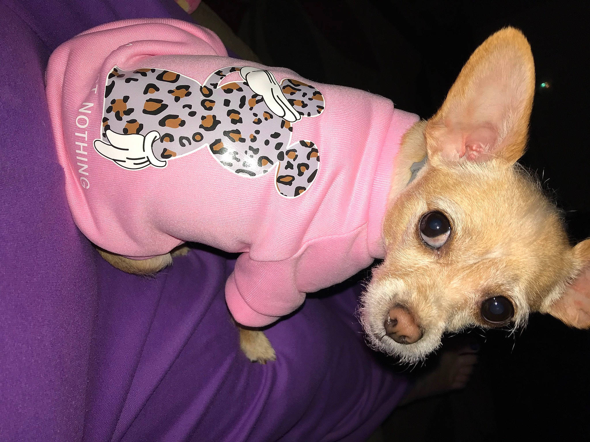 Charlotte is registered to the contest to win money with this photo: canidae, carnivore, companion_dog, dog, dog_breed, dog_clothes, dog_supply, ear, fashion_accessory, fawn, fur, pattern, paw, pink, sleeve, snout, terrestrial_animal, toy_dog, whiskers, working_animal