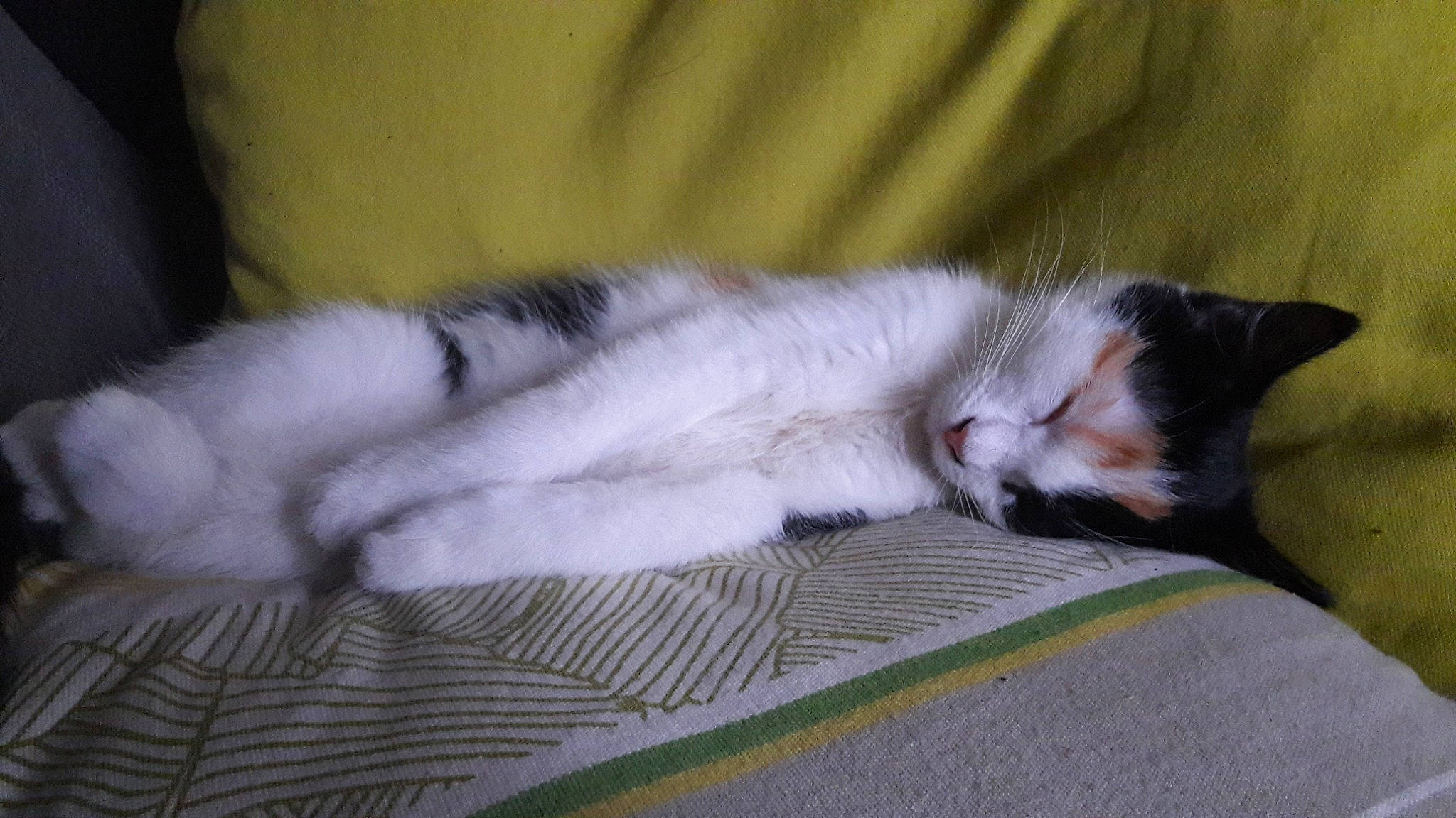 Tatooine participe au concours pour gagner de l'argent avec cette photo : carnivore, cat, claw, domestic_long_haired_cat, domestic_short_haired_cat, fawn, felidae, fur, kitten, nap, ojos_azules, paw, polydactyl_cat, sleep, small_to_medium_sized_cats, tail, whiskers