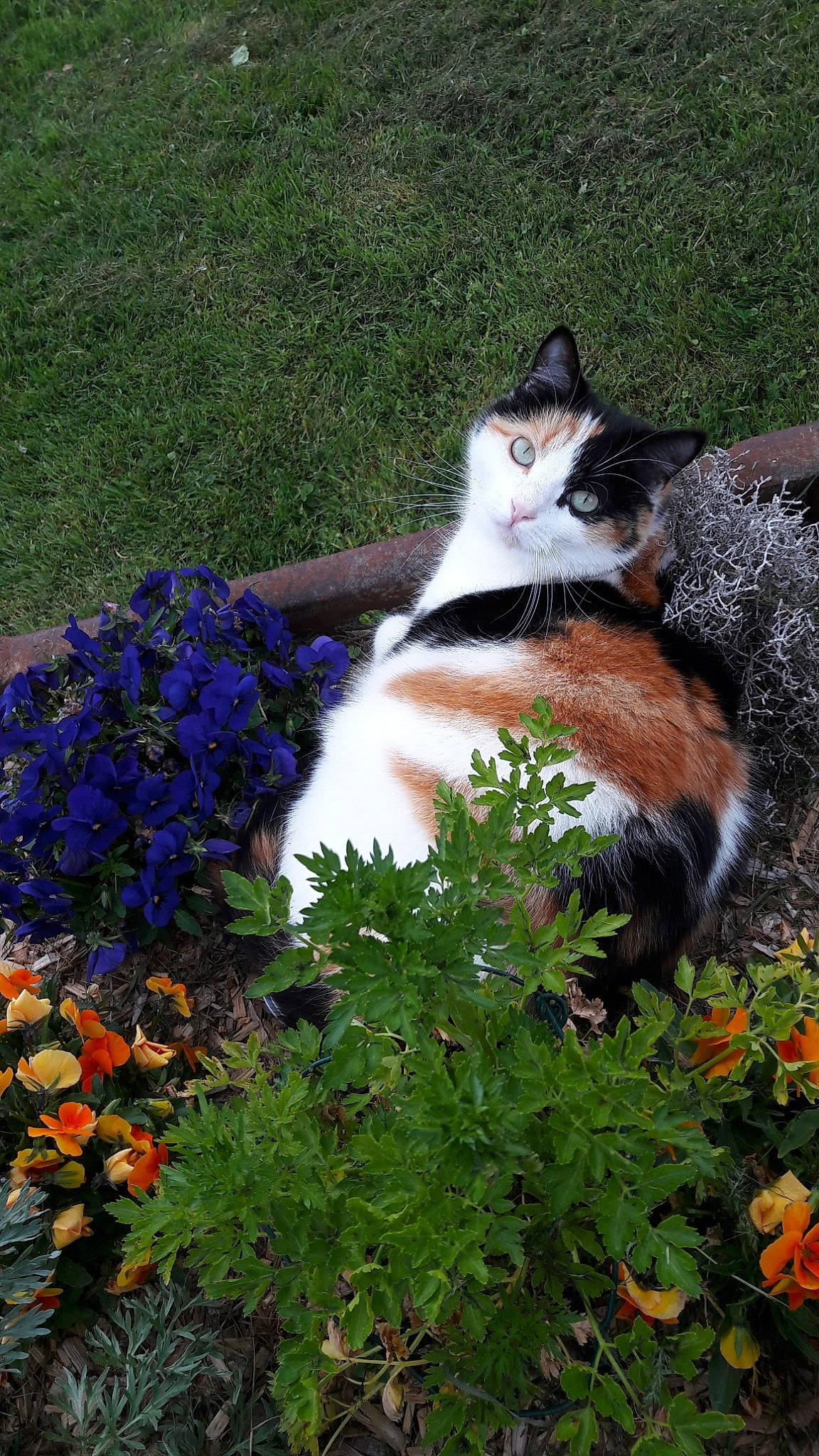 Tatooine participe au concours pour gagner de l'argent avec cette photo : canidae, carnivore, cat, dog, dog_breed, fawn, felidae, flower, garden, grass, grass_family, groundcover, nepeta, plant, small_to_medium_sized_cats, sporting_group, spring, wildflower