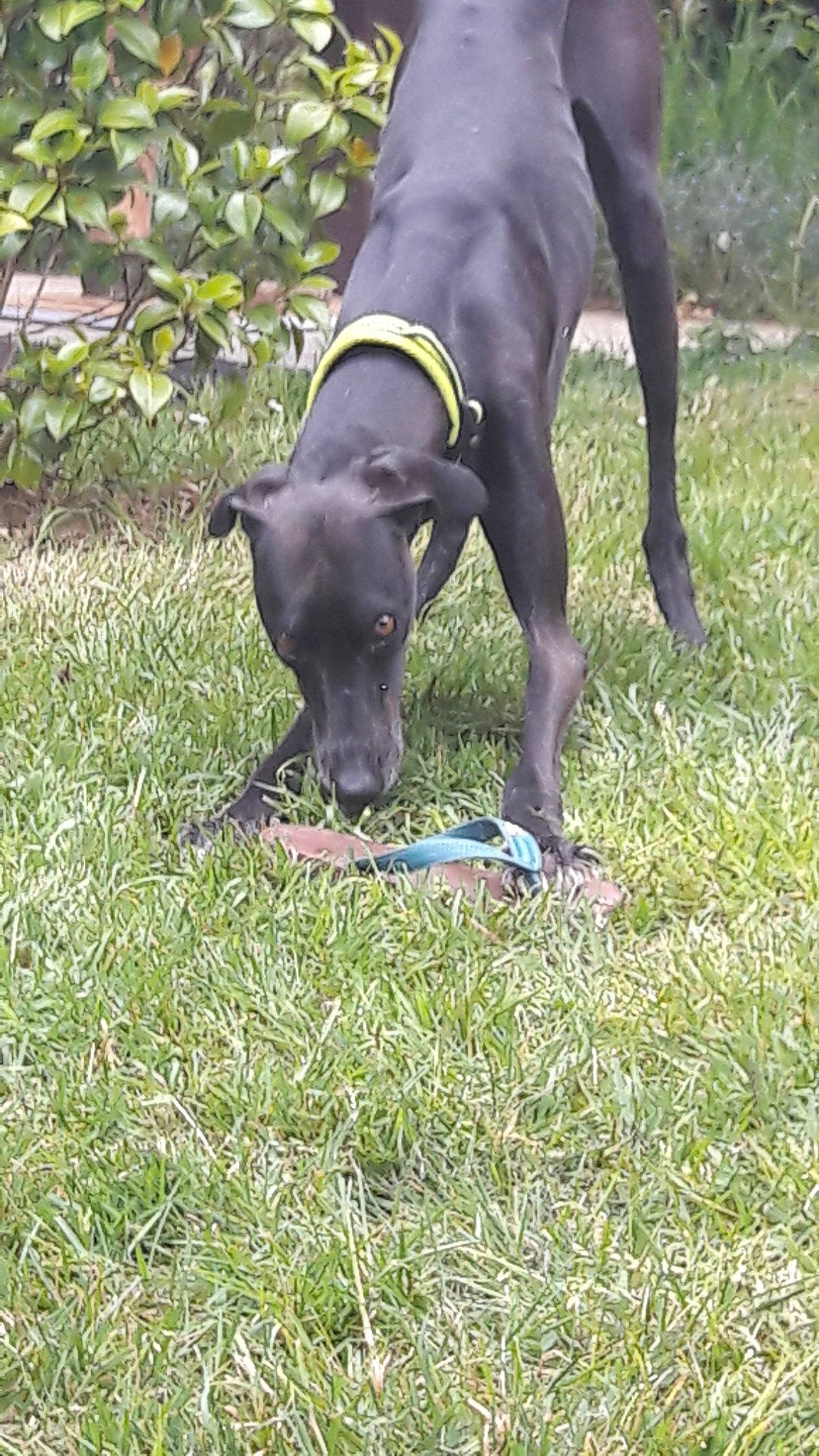 Tonga participe au concours pour gagner de l'argent avec cette photo : alaunt, american_pit_bull_terrier, american_staffordshire_terrier, canidae, canis_panther, carnivore, collar, dog, dog_breed, dog_collar, grass, mammal, non_sporting_group, patterdale_terrier, plant, snout, sporting_group, staffordshire_bull_terrier, tail, terrier