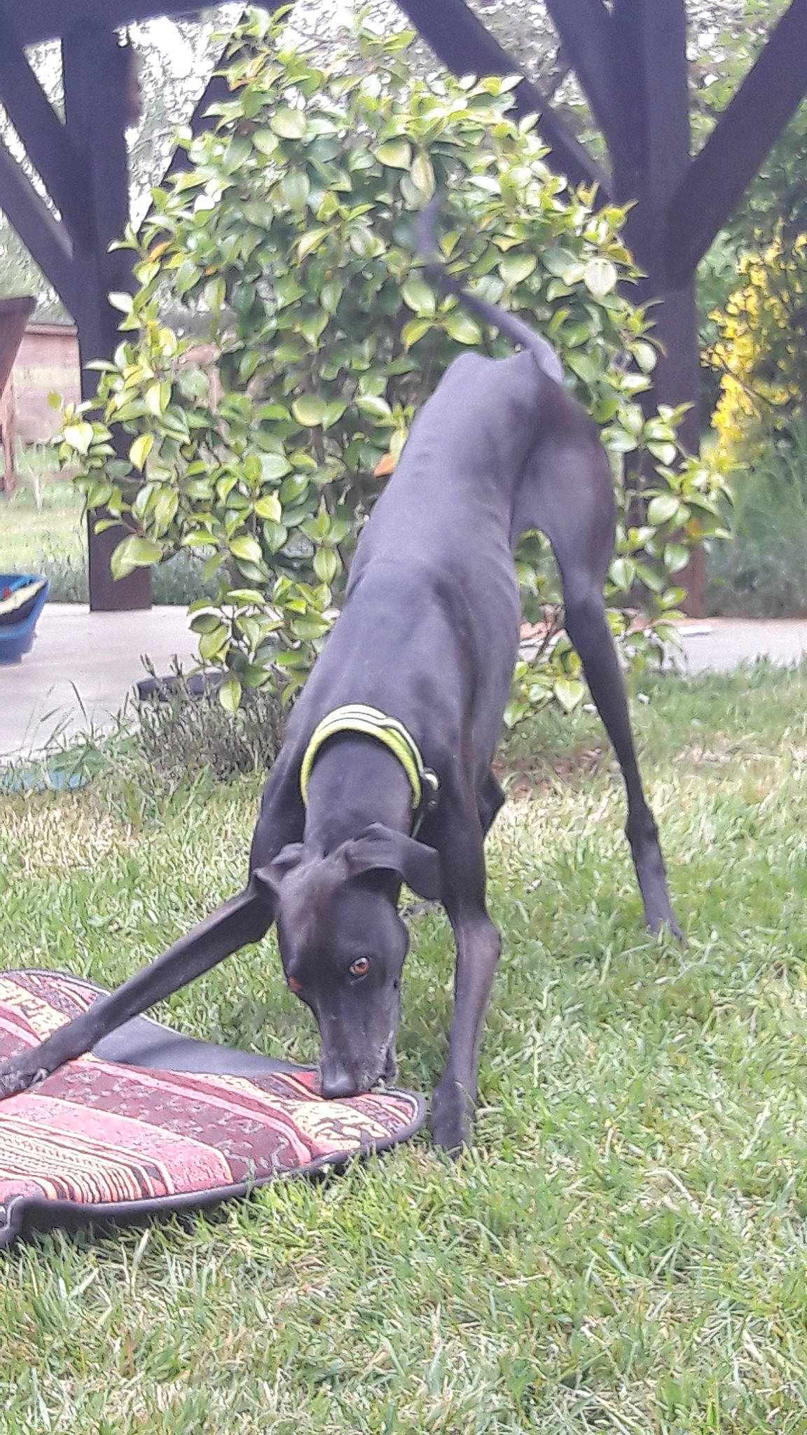 Tonga participe au concours pour gagner de l'argent avec cette photo : american_pit_bull_terrier, canidae, canis_panther, carnivore, dog, dog_breed, great_dane, greyhound, mammal, non_sporting_group, snout, sporting_group, vertebrate