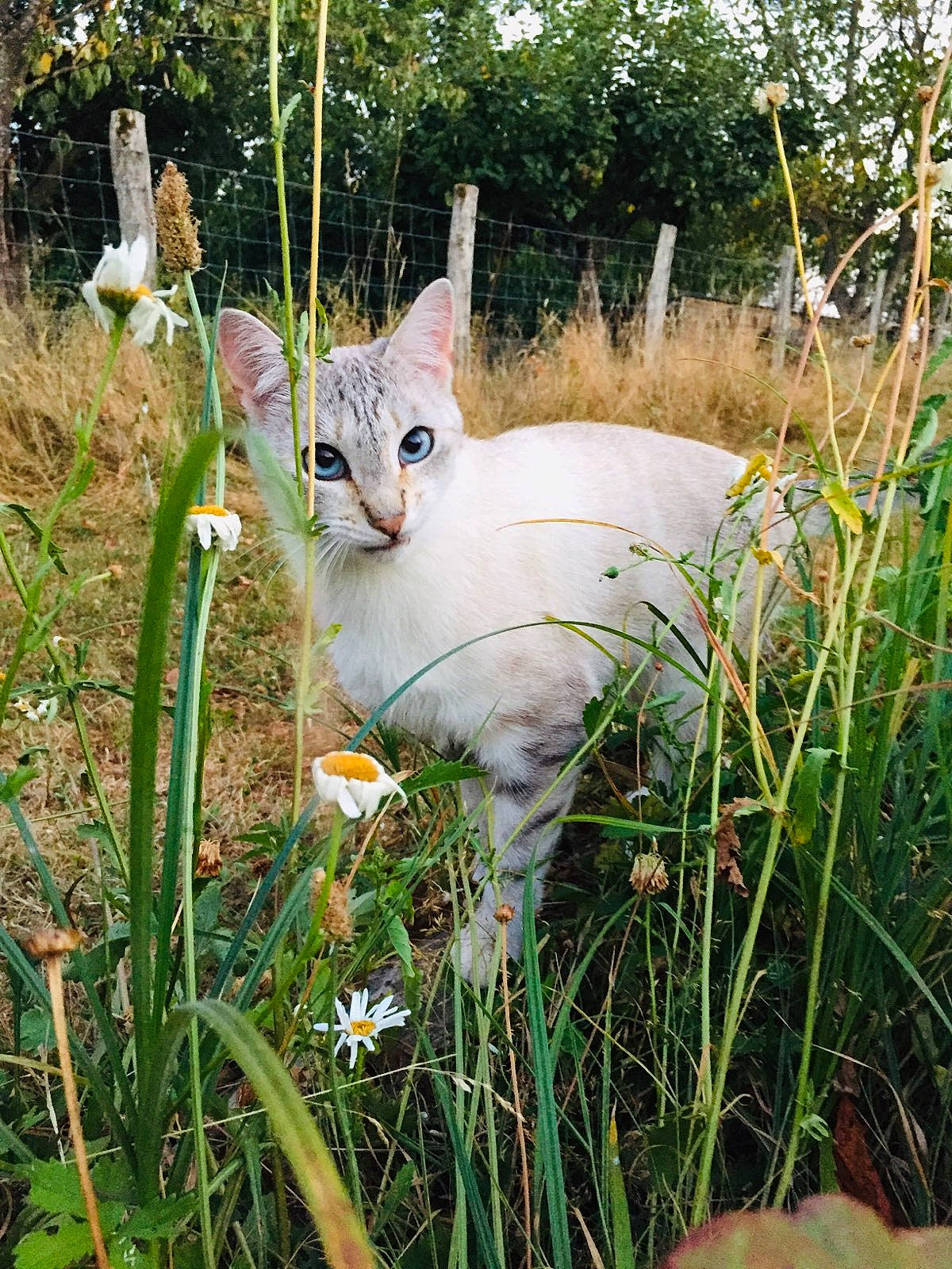Naboo a rejoint le concours — aidez-le/la à gagner de superbes lots ! burmilla, carnivore, cat, domestic_short_haired_cat, fawn, felidae, flower, grass, grass_family, meadow, plant, small_to_medium_sized_cats, tail, whiskers, wildflower, wildlife