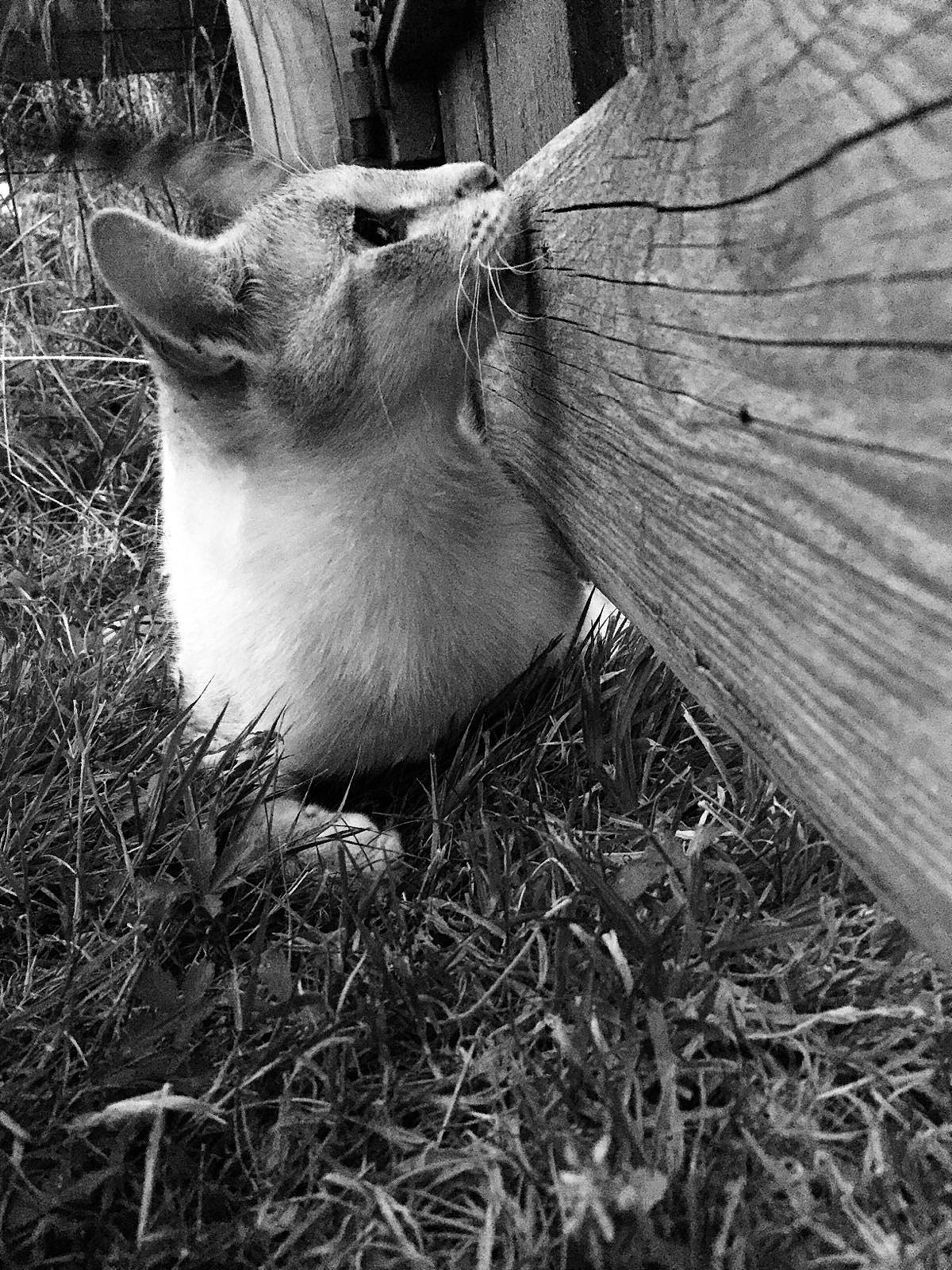 Naboo a rejoint le concours — aidez-le/la à gagner de superbes lots ! adaptation, black_and_white, bovine, cow_goat_family, fawn, fur, goat, goats, grass, livestock, monochrome, plant, snout, whiskers