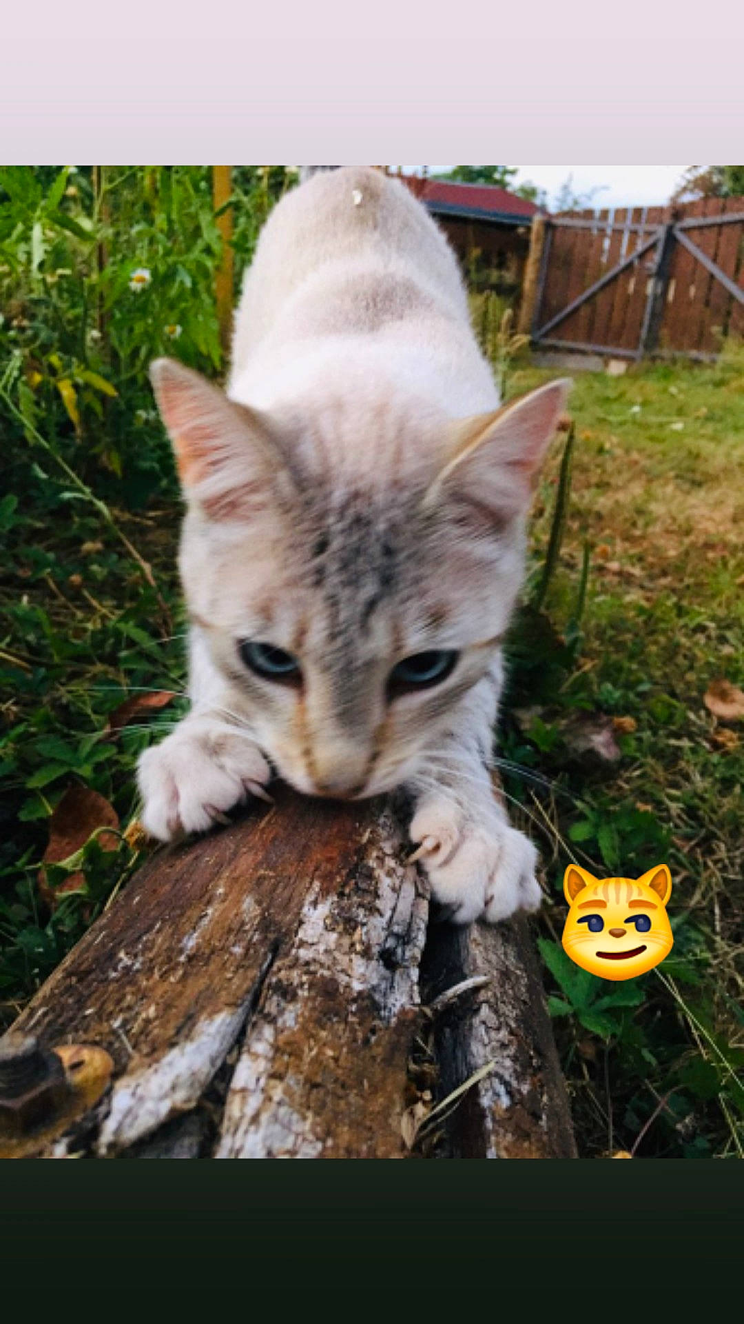 Naboo a rejoint le concours — aidez-le/la à gagner de superbes lots ! aegean_cat, asian, carnivore, cat, domestic_short_haired_cat, european_shorthair, fawn, felidae, german_rex, grass, kitten, mammal, ojos_azules, photo_caption, photography, plant, small_to_medium_sized_cats, tabby_cat, tree, whiskers