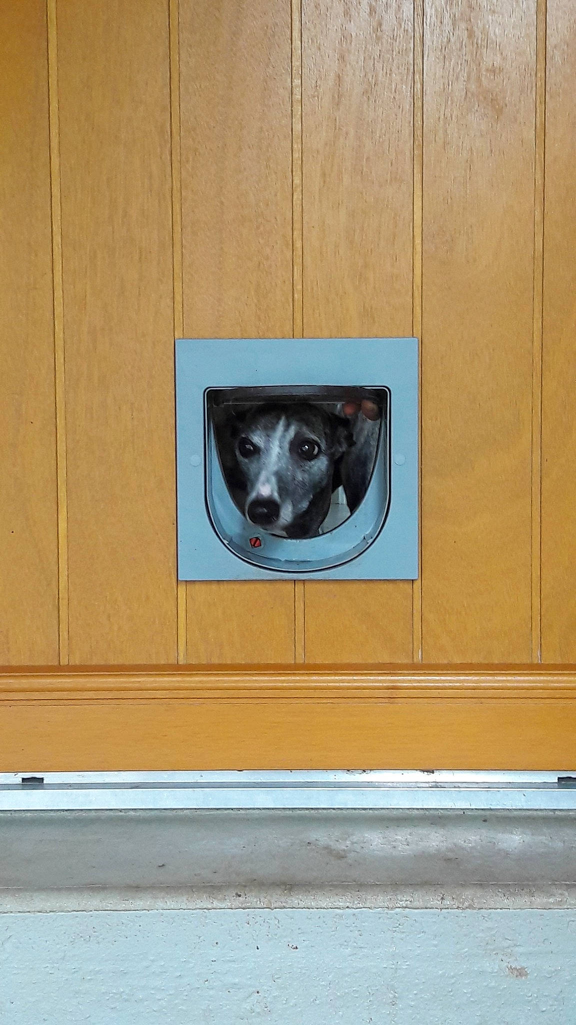 Anggun participe au concours pour gagner de l'argent avec cette photo : canidae, carnivore, dog_breed, snout