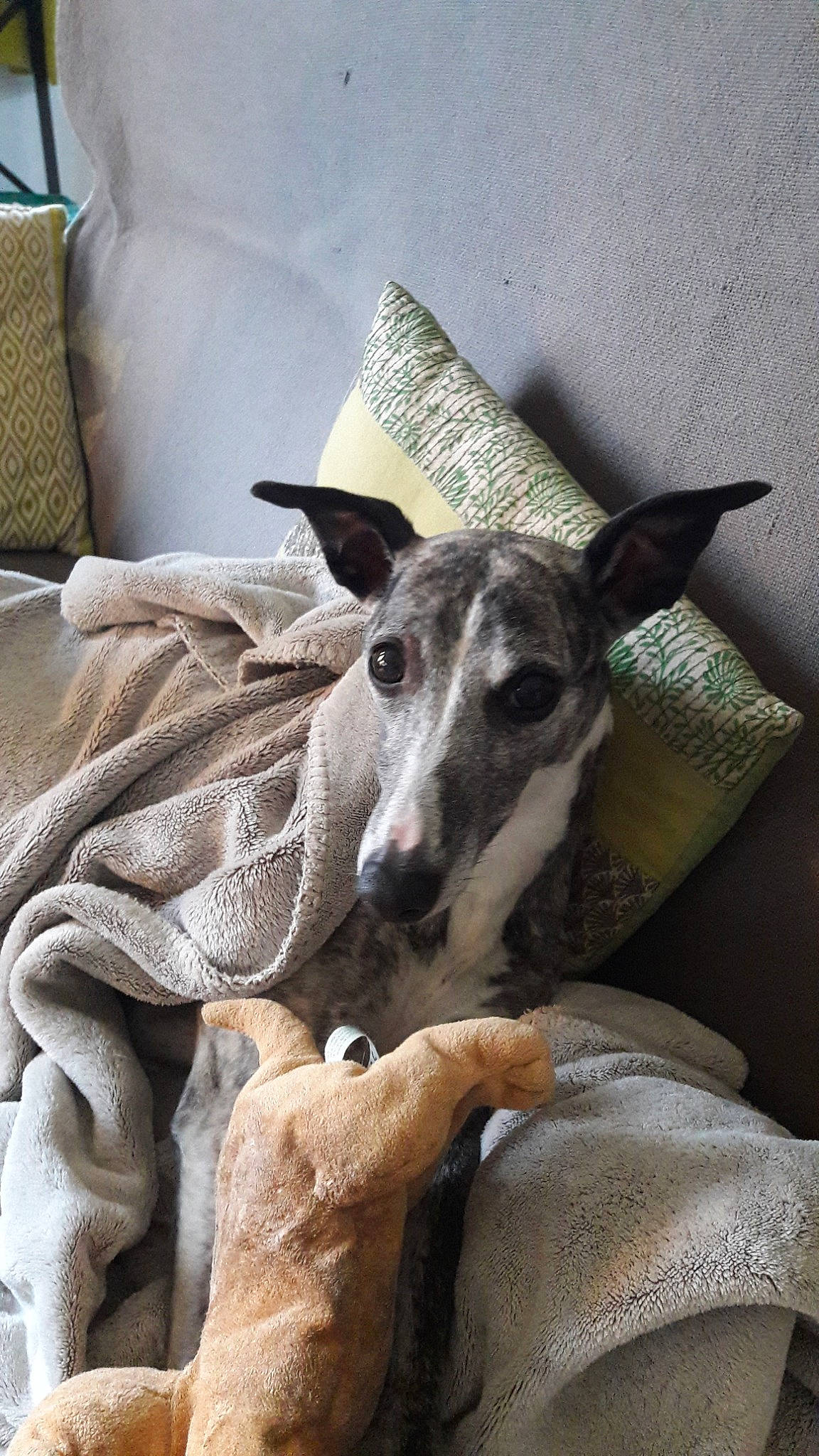 Anggun a rejoint le concours — aidez-le/la à gagner de superbes lots ! canidae, carnivore, chippiparai, dog, dog_breed, galgo_espanol, greyhound, hortaya_borzaya, ibizan_hound, italian_greyhound, lurcher, magyar_agar, mammal, mudhol_hound, polish_greyhound, rampur_greyhound, sighthound, sloughi, vertebrate, whippet