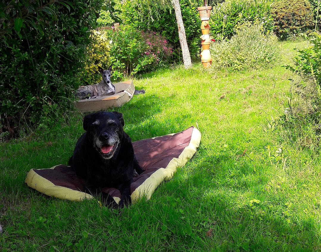 Cookies a rejoint le concours — aidez-le/la à gagner de superbes lots ! black_norwegian_elkhound, borador, canidae, carnivore, companion_dog, dog, dog_breed, flat_coated_retriever, grass, guard_dog, lawn, mammal, plant, shrub, sporting_group, vertebrate