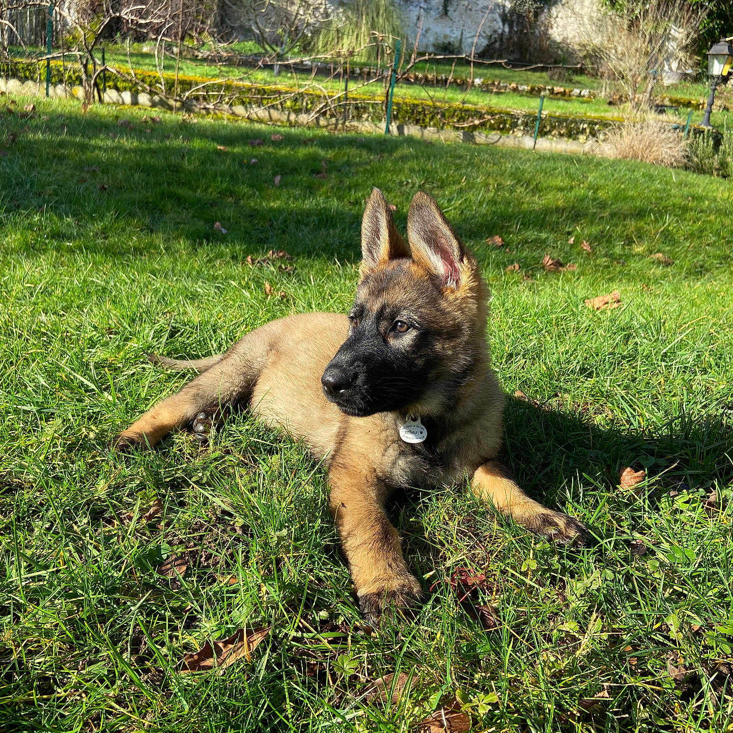 Peps a rejoint le concours — aidez-le/la à gagner de superbes lots ! animal, backyard, canine, dog, field, germanshepherd, grass, grassland, green, grove, land, lawn, nature, outdoors, pet, plant, puppy, tree, vegetation, yard