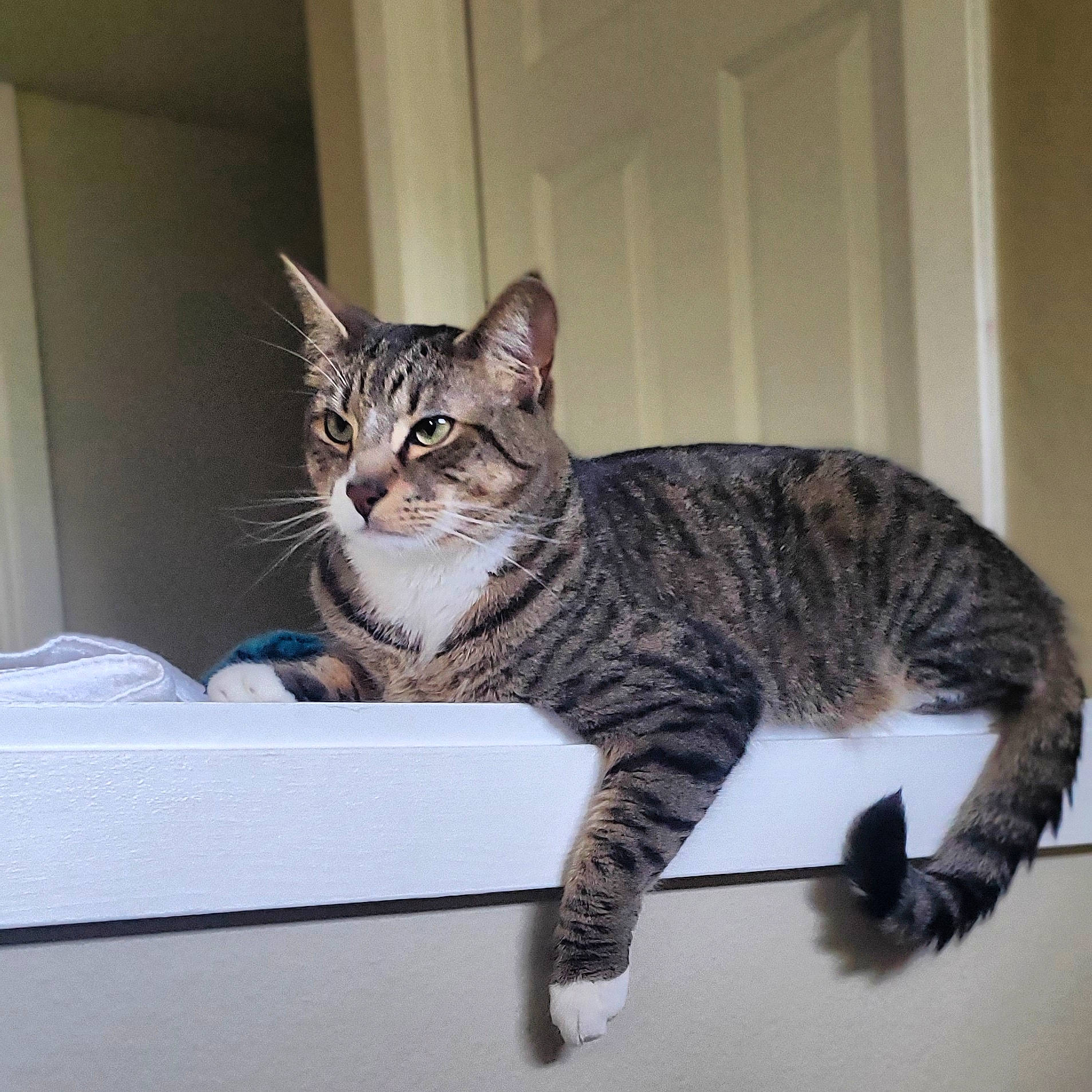 Pepper joined the competition — help win amazing prizes! box, carnivore, carton, cat, domestic_short_haired_cat, door, felidae, fur, mammal, paw, shipping_box, sitting, small_to_medium_sized_cats, snout, tail, terrestrial_animal, vertebrate, whiskers, window