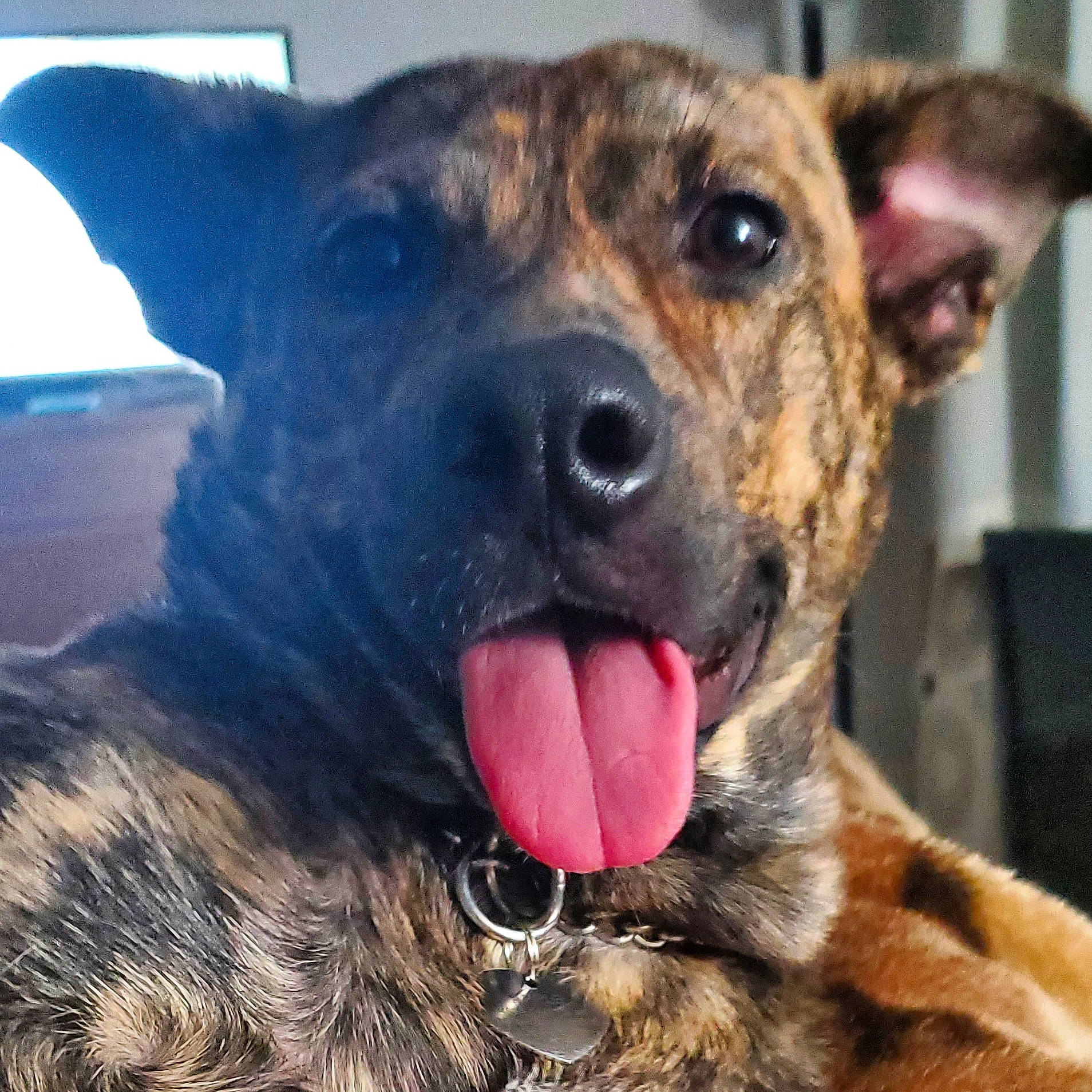 Apple joined the competition — help win amazing prizes! canidae, carnivore, collar, companion_dog, dog, dog_breed, eye, fawn, fur, guard_dog, herding_dog, photography, snout, sporting_group, terrestrial_animal, whiskers, wildlife, working_dog