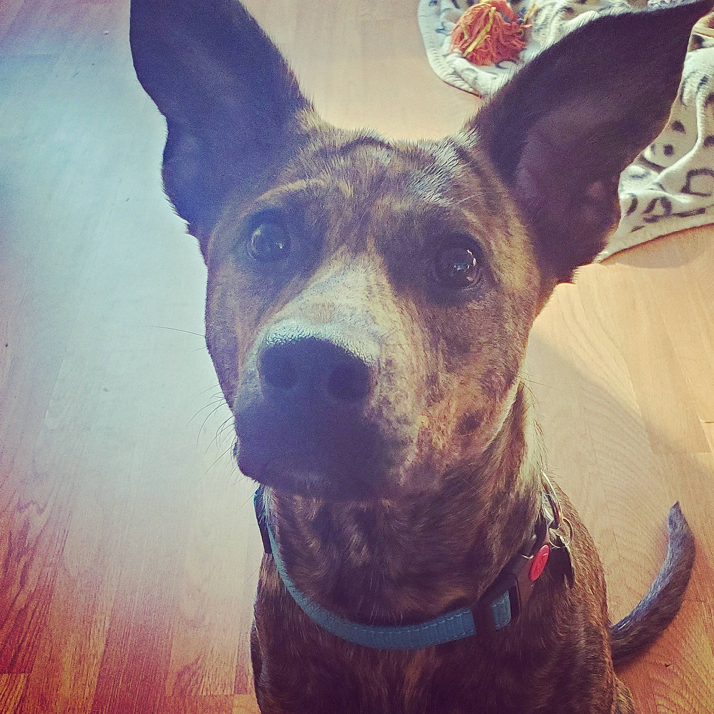 Apple joined the competition — help win amazing prizes! canidae, carnivore, collar, companion_dog, dog, dog_breed, dog_collar, ear, fawn, fur, guard_dog, herding_dog, pet_supply, selfie, snout, sporting_group, square, whiskers, working_animal, working_dog