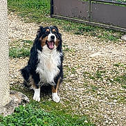 Maiia a rejoint le concours — aidez-le/la à gagner de superbes lots ! animal, canine, companion, dog, fence, fur, gate, grass, gravel, happy, nature, outdoor, paw, pet, sitting, smile, sunlight, tongue, tricolor, yard