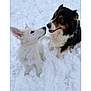 Aïka a rejoint le concours — aidez-le/la à gagner de superbes lots ! animal, black_dog, canine, closeup, cute, dog, ears, friendly, fur, interaction, mammal, nature, outdoor, pet, playful, snout, snow, two_animals, white_dog, winter