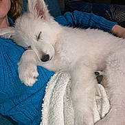 Aïka a rejoint le concours — aidez-le/la à gagner de superbes lots ! animal, blanket, blue_sweater, comfort, couch, cozy, cute, dog, fur, home, indoor, paw, person, pet, puppy, relaxation, resting, sleeping, snuggling, white_fur