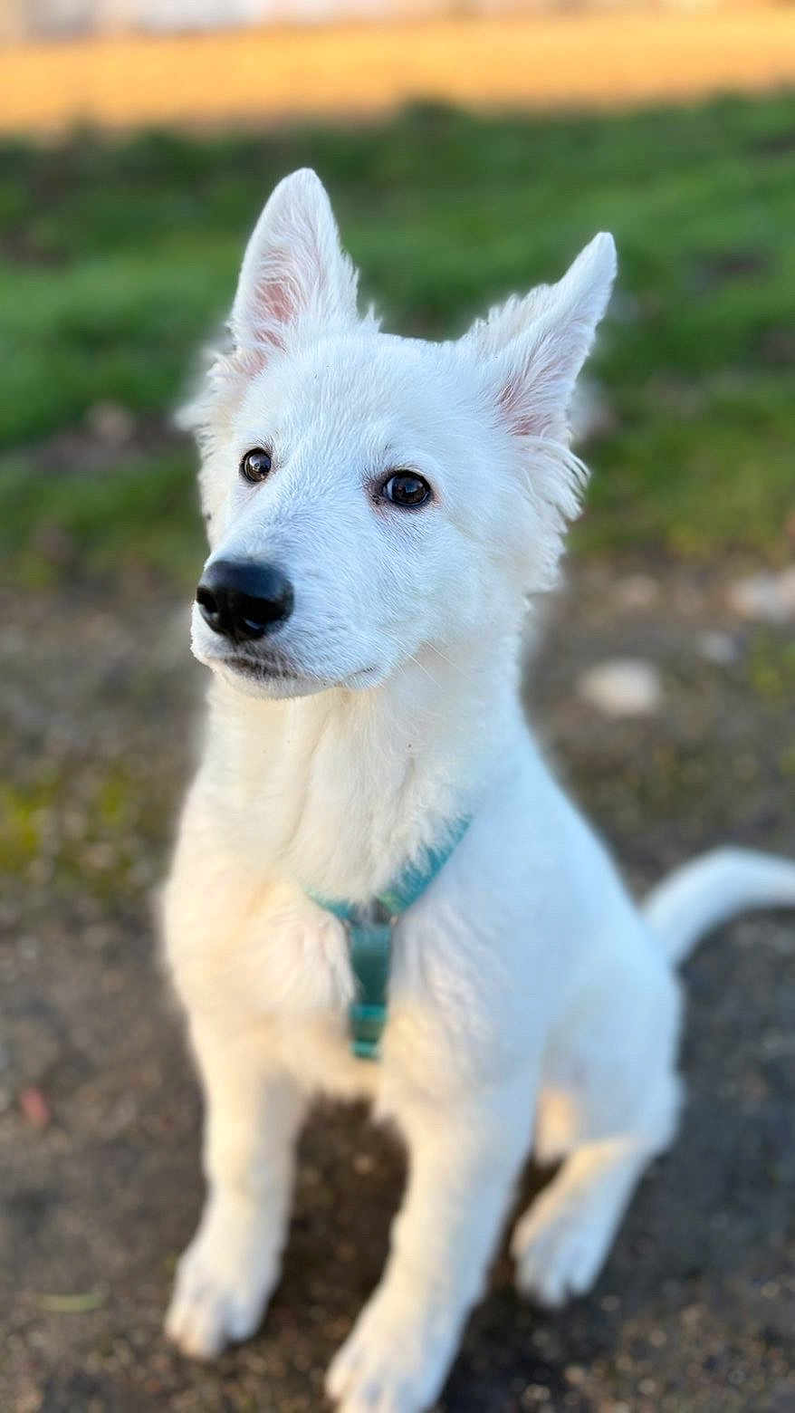 Aïka a rejoint le concours — aidez-le/la à gagner de superbes lots ! animal, canine, companion, cute, dog, ears, friendly, fur, grass, ground, harness, looking_up, nature, outdoor, pet, portrait, puppy, sitting, white_dog, young_dog