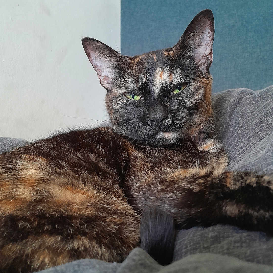 Betty is registered to the contest to win money with this photo: abyssinian, animal, architecture, armchair, brasssection, building, cat, chair, couch, furniture, homedecor, horn, indoors, kitten, livingroom, manx, musicalinstrument, pet, room, siamese