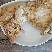 Rouky participe au concours pour gagner de l'argent avec cette photo : cat, ginger_cat, tabby, pet, animal, feline, bowl, wooden_floor, indoor, relaxed, cute, fur, whiskers, curious, playful, lying_down, domestic_animal, orange_fur, close_up, eyes