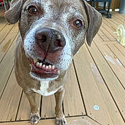 Moose joined the competition — help win amazing prizes! dog, pet, canine, close_up, outdoor, deck, wooden_floor, smiling, happy, brown_fur, white_chest, ears, nose, tongue, curious, animal, companion, friendly, face, portrait
