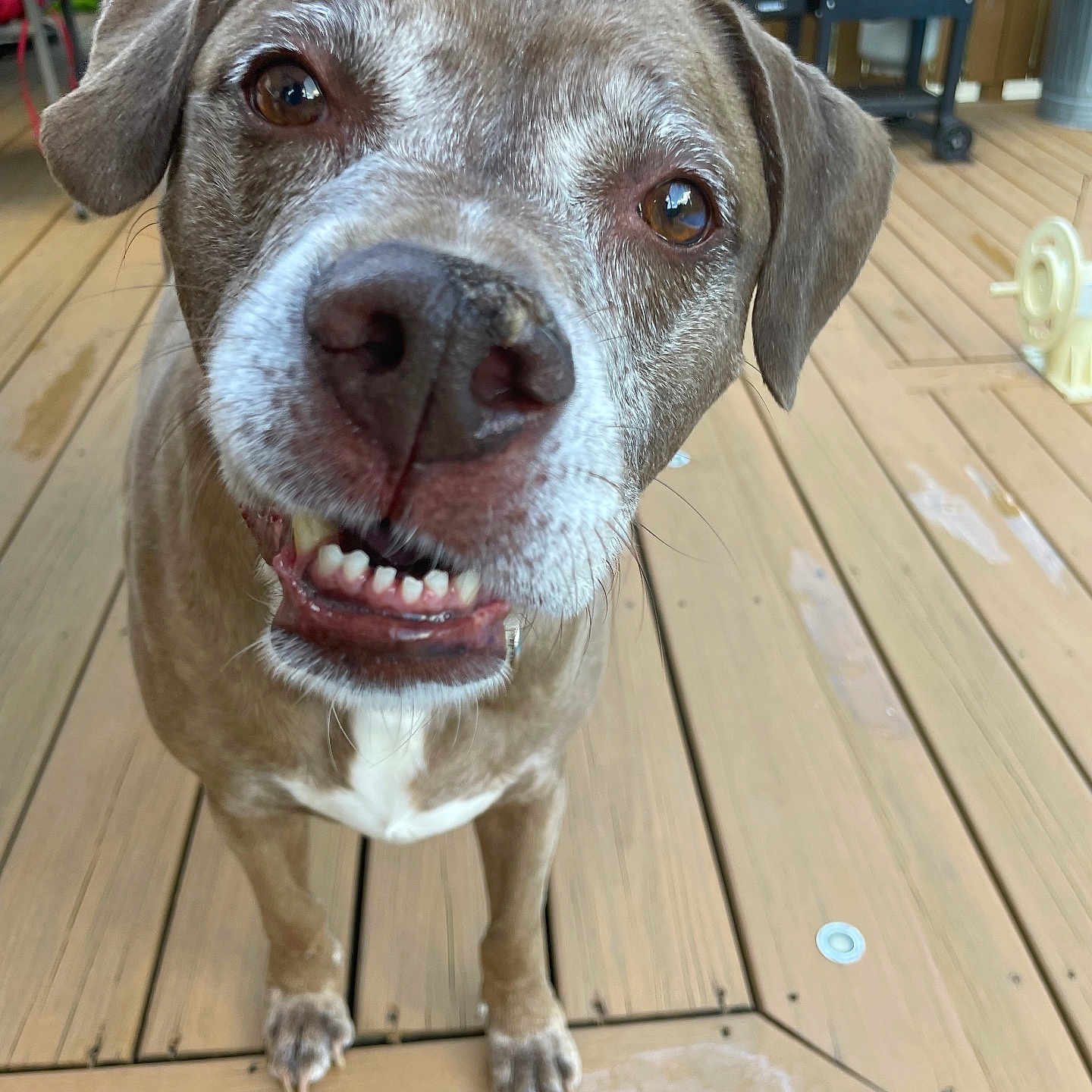 Moose joined the competition — help win amazing prizes! dog, pet, canine, close_up, outdoor, deck, wooden_floor, smiling, happy, brown_fur, white_chest, ears, nose, tongue, curious, animal, companion, friendly, face, portrait