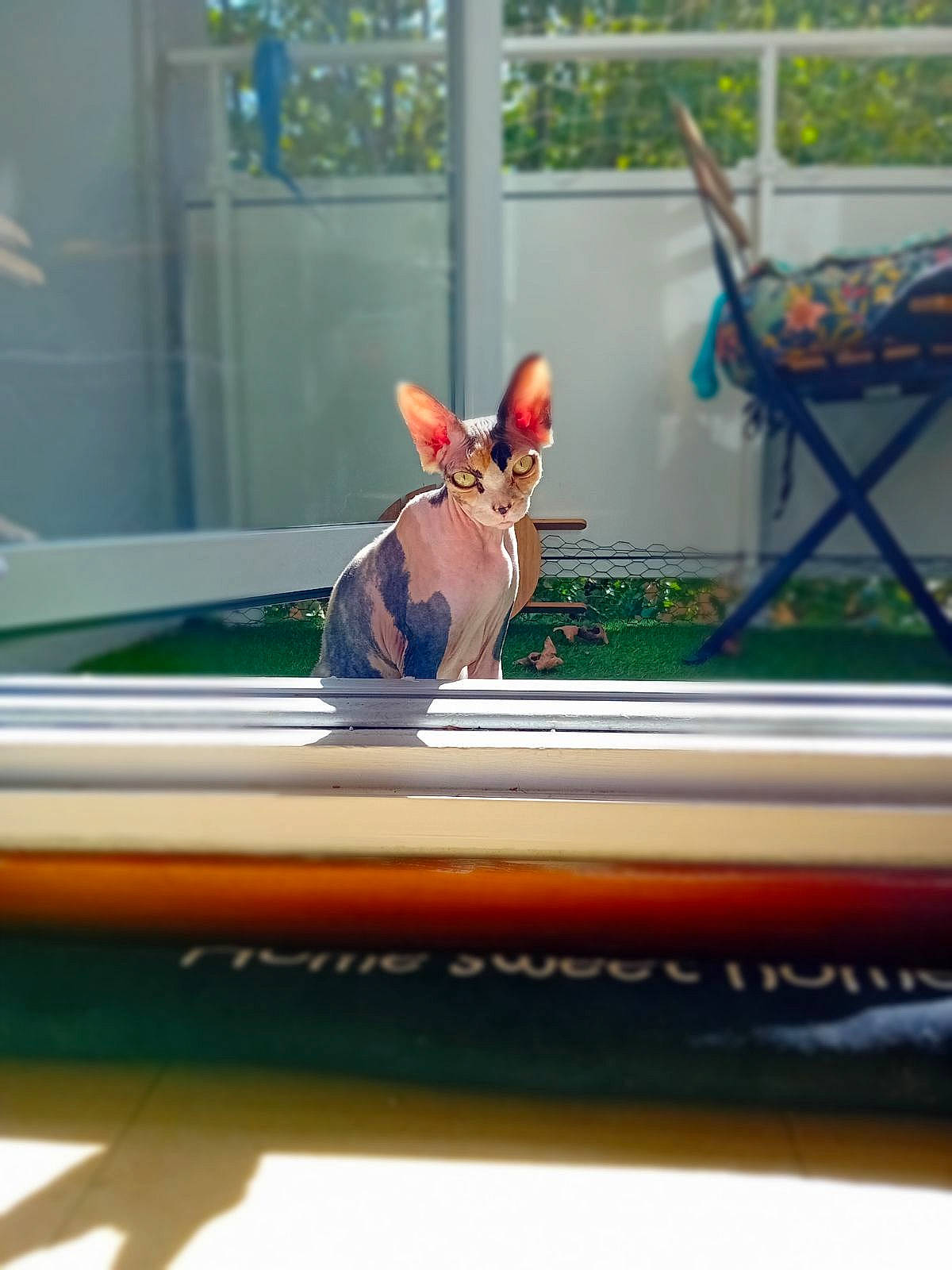 Sephora a rejoint le concours — aidez-le/la à gagner de superbes lots ! a_la_carte_food, animation, art, chair, eyewear, fawn, felidae, figurine, glass, leisure, metal, outdoor_furniture, peach, room, still_life_photography, tail, transparent_material, whiskers, wildlife, wood