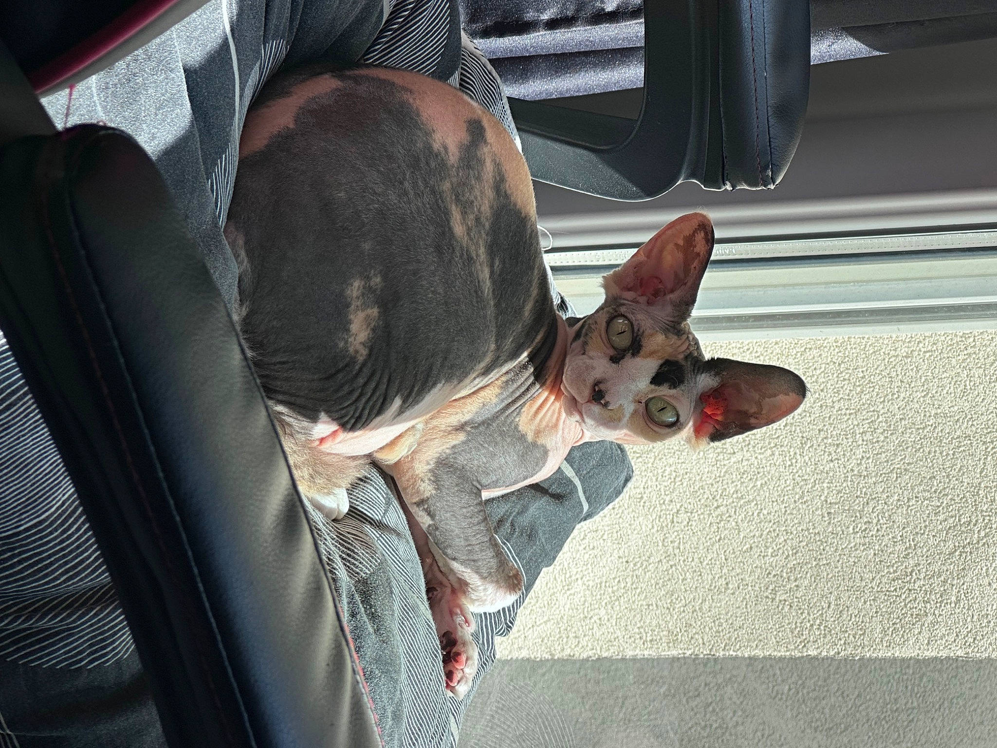 Sephora participe au concours pour gagner de l'argent avec cette photo : auto_part, canidae, car, car_seat, carnivore, collar, companion_dog, dog, dog_breed, dog_collar, dog_supply, ear, fawn, guard_dog, sporting_group, toy_dog, vehicle, vehicle_door, whiskers, working_animal