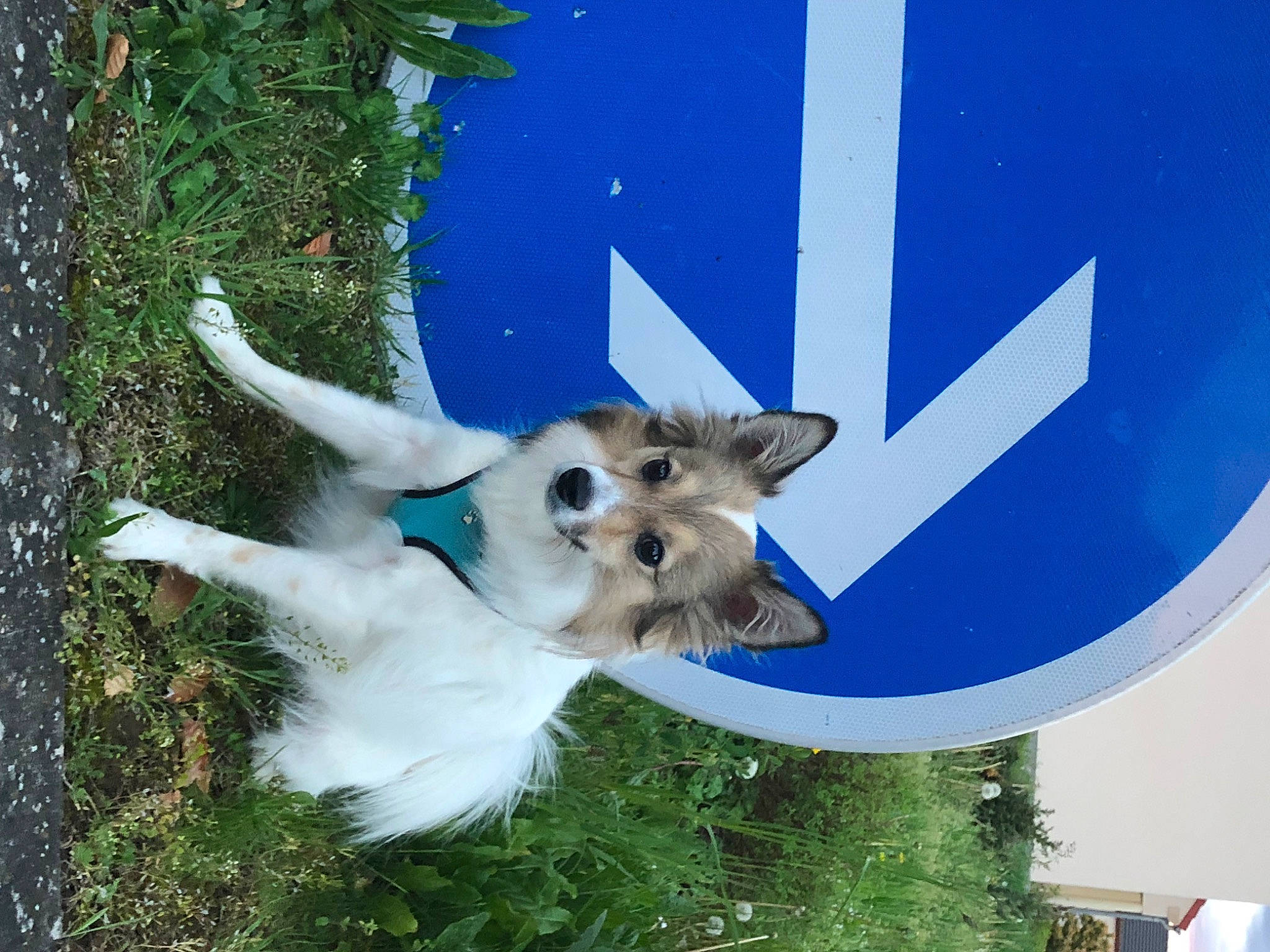 Youbi participe au concours pour gagner de l'argent avec cette photo : canidae, carnivore, dog, dog_breed, mammal, puppy, sporting_group, terrier