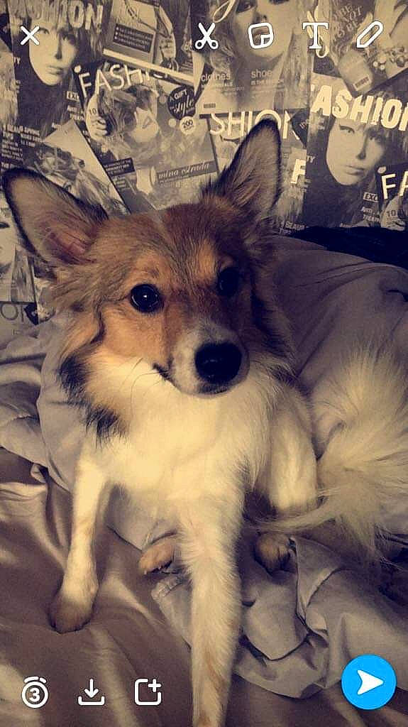 Youbi a rejoint le concours — aidez-le/la à gagner de superbes lots ! ancient_dog_breeds, canidae, carnivore, companion_dog, dog, dog_breed, mammal, papillon, puppy, rare_breed_dog, snout, sporting_group, vertebrate