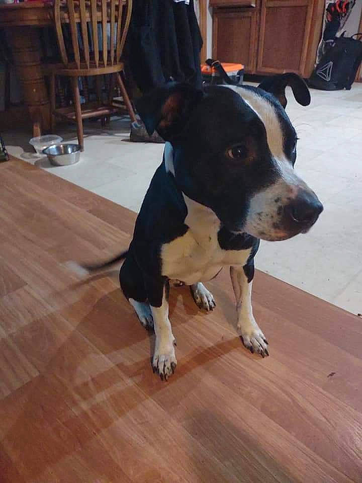 Rosie is registered to the contest to win money with this photo: ball, carnivore, chair, collar, companion_dog, dog, dog_breed, fawn, floor, flooring, hardwood, laminate_flooring, paw, sporting_group, tail, varnish, wood, wood_flooring, wood_stain, working_animal