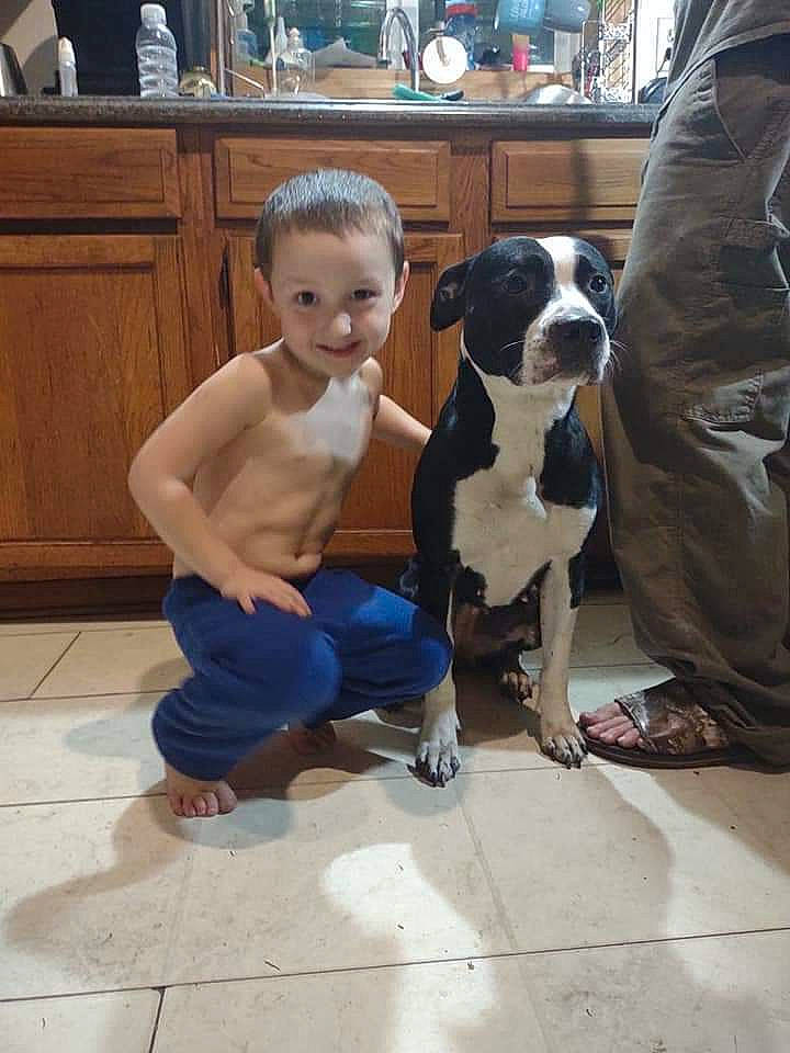 Rosie joined the competition — help win amazing prizes! canidae, carnivore, chair, companion_dog, dog, dog_breed, fawn, flooring, foot, fur, leisure, molosser, sandal, sitting, sporting_group, tail, thigh, toddler, working_animal, working_dog