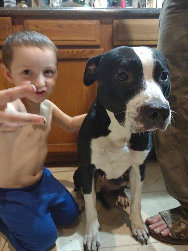 Rosie is registered to the contest to win money with this photo: baby, carnivore, chair, companion_dog, dog, dog_breed, fawn, flooring, fur, non_sporting_group, snout, sporting_group, toddler, whiskers, working_animal, working_dog