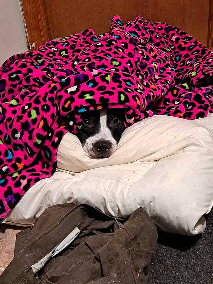 Rosie is registered to the contest to win money with this photo: canidae, carmine, carnivore, comfort, companion_dog, dog, dog_breed, dog_supply, fur, linens, magenta, nap, pattern, pet_supply, room, snout, sporting_group, toy_dog, water_dog, working_animal