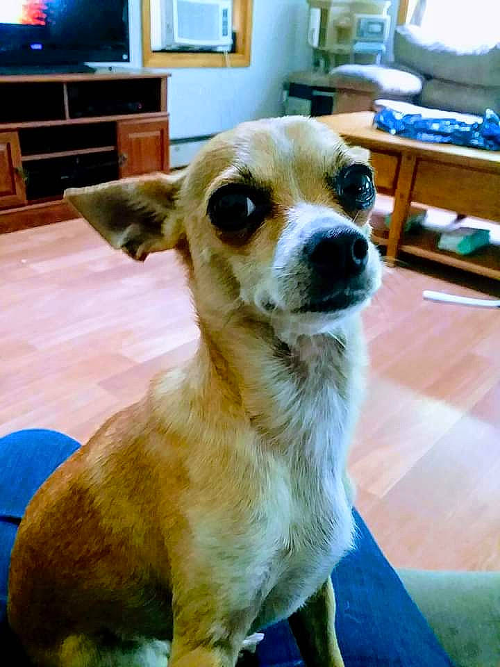 Twinkie joined the competition — help win amazing prizes! aircraft, blue, cabinetry, canidae, carnivore, companion_dog, dog, dog_breed, drawer, fawn, flooring, furniture, hardwood, jaw, snout, sporting_group, table, television, whiskers, wood