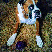 Zoee joined the competition — help win amazing prizes! dog, boxer, toy, purple_ball, carpet, indoor, pet, brown, white, animal, floor, chain_collar, looking_up, paws, chair_legs, furniture, domestic, canine, resting, home
