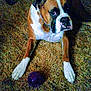 dog, boxer, toy, purple_ball, carpet, indoor, pet, brown, white, animal, floor, chain_collar, looking_up, paws, chair_legs, furniture, domestic, canine, resting, home