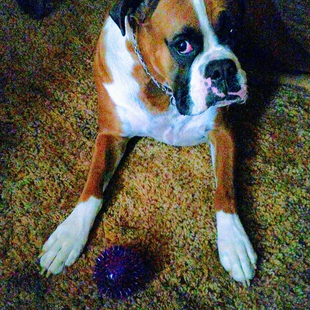 Zoee joined the competition — help win amazing prizes! animal, boxer, brown, canine, carpet, chain_collar, chair_legs, dog, domestic, floor, furniture, home, indoor, looking_up, paws, pet, purple_ball, resting, toy, white