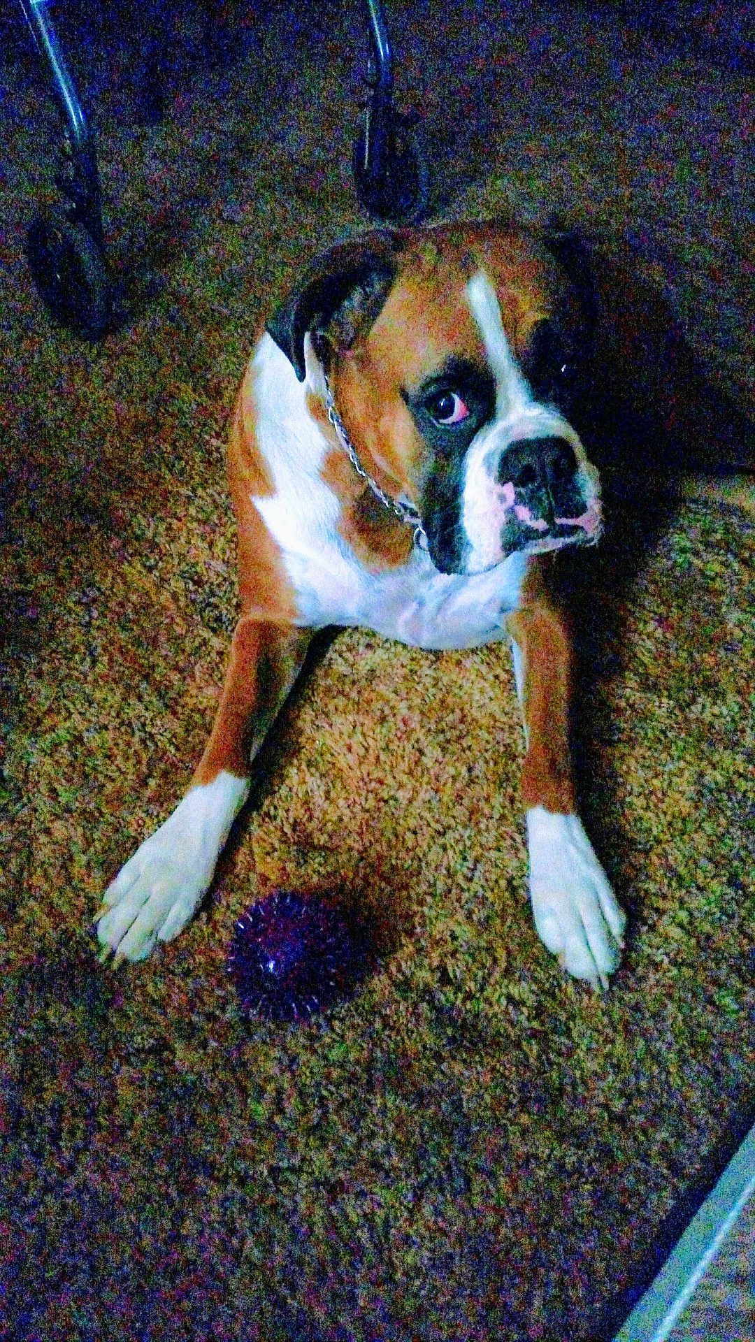Zoee joined the competition — help win amazing prizes! dog, boxer, toy, purple_ball, carpet, indoor, pet, brown, white, animal, floor, chain_collar, looking_up, paws, chair_legs, furniture, domestic, canine, resting, home