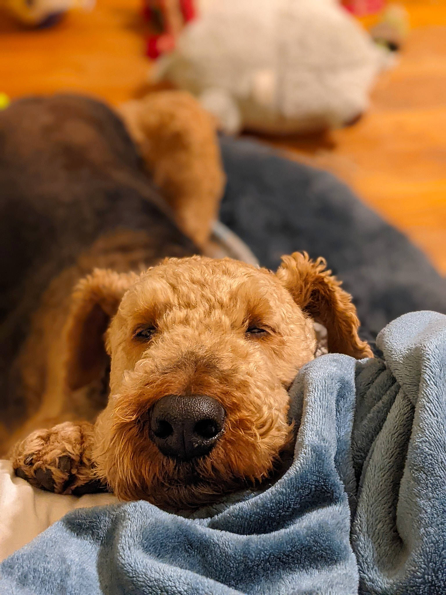 Winston joined the competition — help win amazing prizes! canidae, carnivore, comfort, companion_dog, dog, dog_breed, fawn, fur, snout, sporting_group, terrestrial_animal, terrier, working_animal, working_terrier