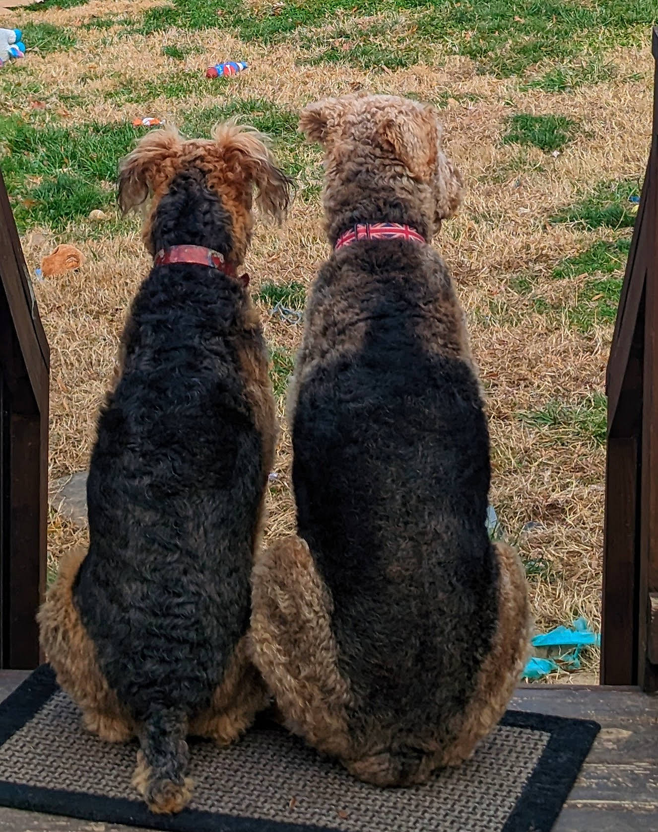 Winston is registered to the contest to win money with this photo: airedale_terrier, canidae, carnivore, companion_dog, dog, dog_breed, fur, grass, leash, mammal, plant, rectangle, soil, sporting_group, tail, terrestrial_animal, vertebrate, water_dog, wool, working_animal