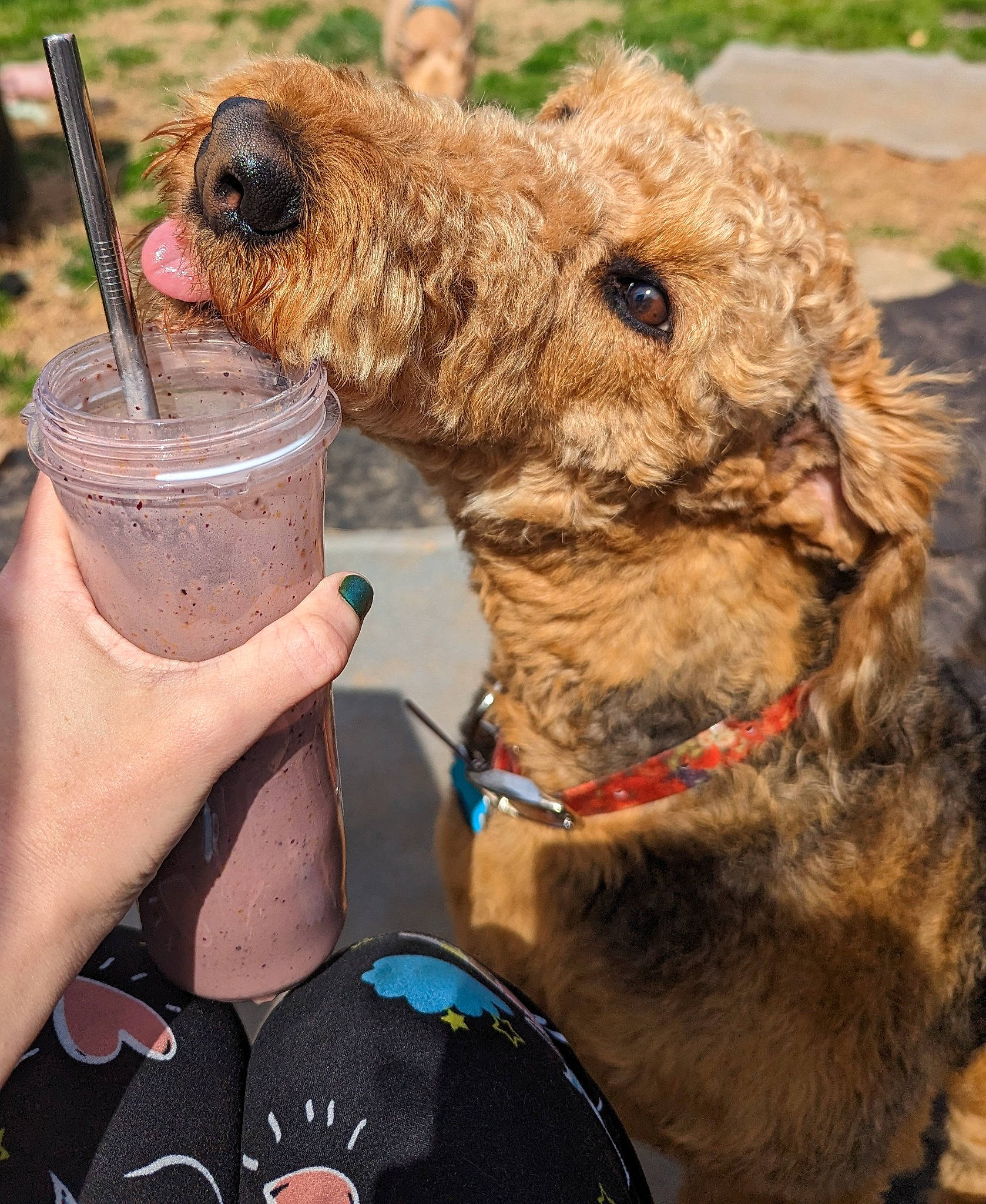 Hazelnut is registered to the contest to win money with this photo: airedale_terrier, camelid, canidae, carnivore, collar, companion_dog, dog, dog_breed, dog_collar, drinking_straw, fawn, fur, leash, liver, snout, sporting_group, tableware, terrestrial_animal, vertebrate, working_animal