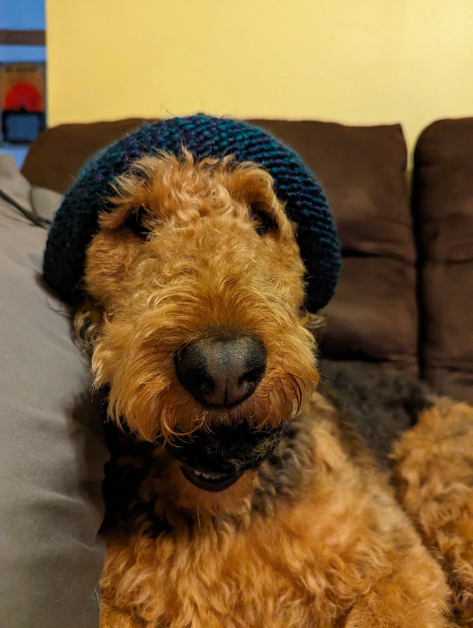 Hazelnut is registered to the contest to win money with this photo: airedale_terrier, canidae, carnivore, companion_dog, couch, dog, dog_breed, fawn, fur, lakeland_terrier, liver, sleeper_chair, snout, sporting_group, terrestrial_animal, terrier, water_dog, welsh_terrier, working_animal