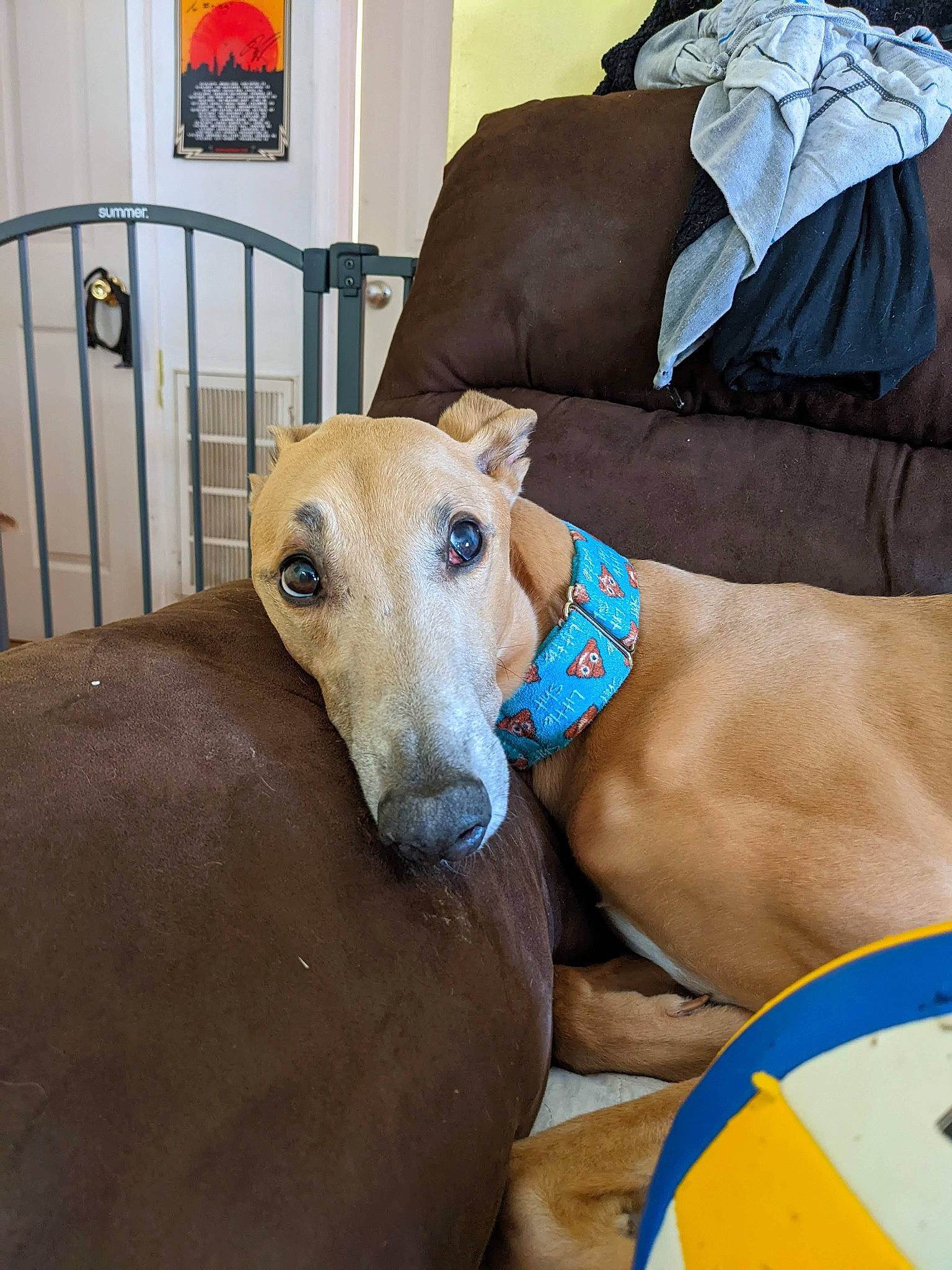 Archer joined the competition — help win amazing prizes! canidae, carnivore, collar, comfort, companion_dog, couch, dog, dog_breed, dog_supply, door, fawn, magyar_agar, pet_supply, picture_frame, rampur_greyhound, sighthound, snout, sporting_group, whiskers, working_animal