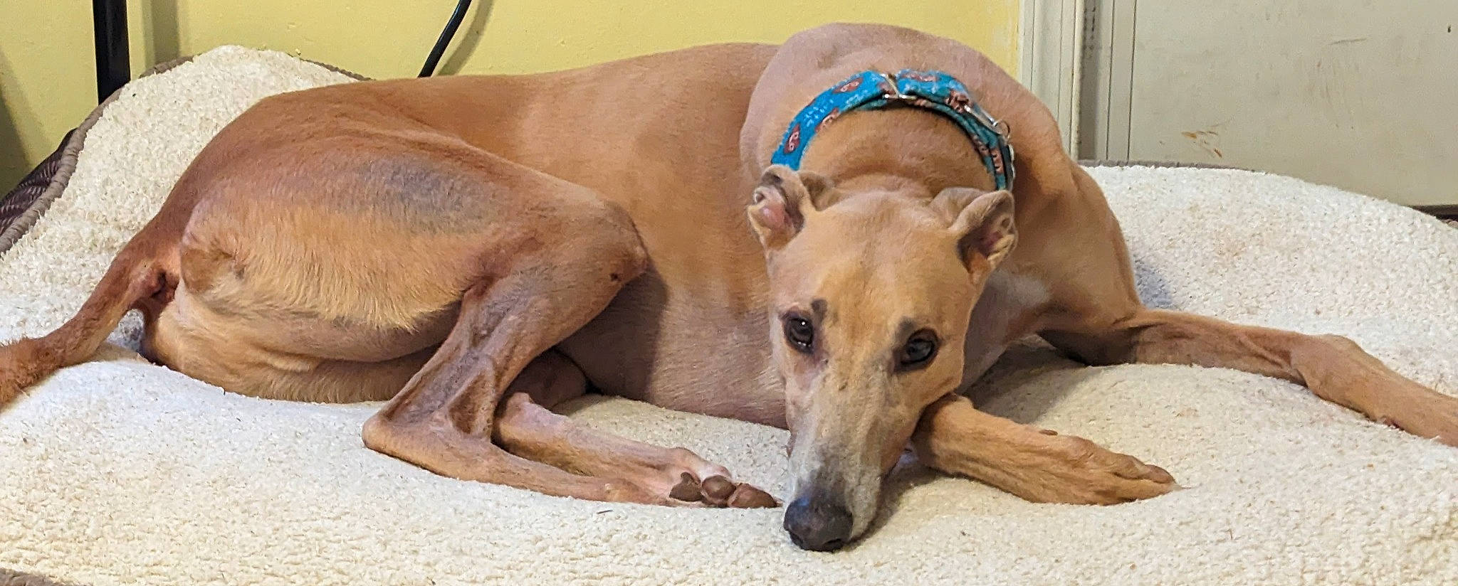 Archer is registered to the contest to win money with this photo: canidae, carnivore, comfort, companion_dog, dog, dog_breed, dog_supply, fawn, mammal, non_sporting_group, snout, sporting_group, terrestrial_animal, working_animal