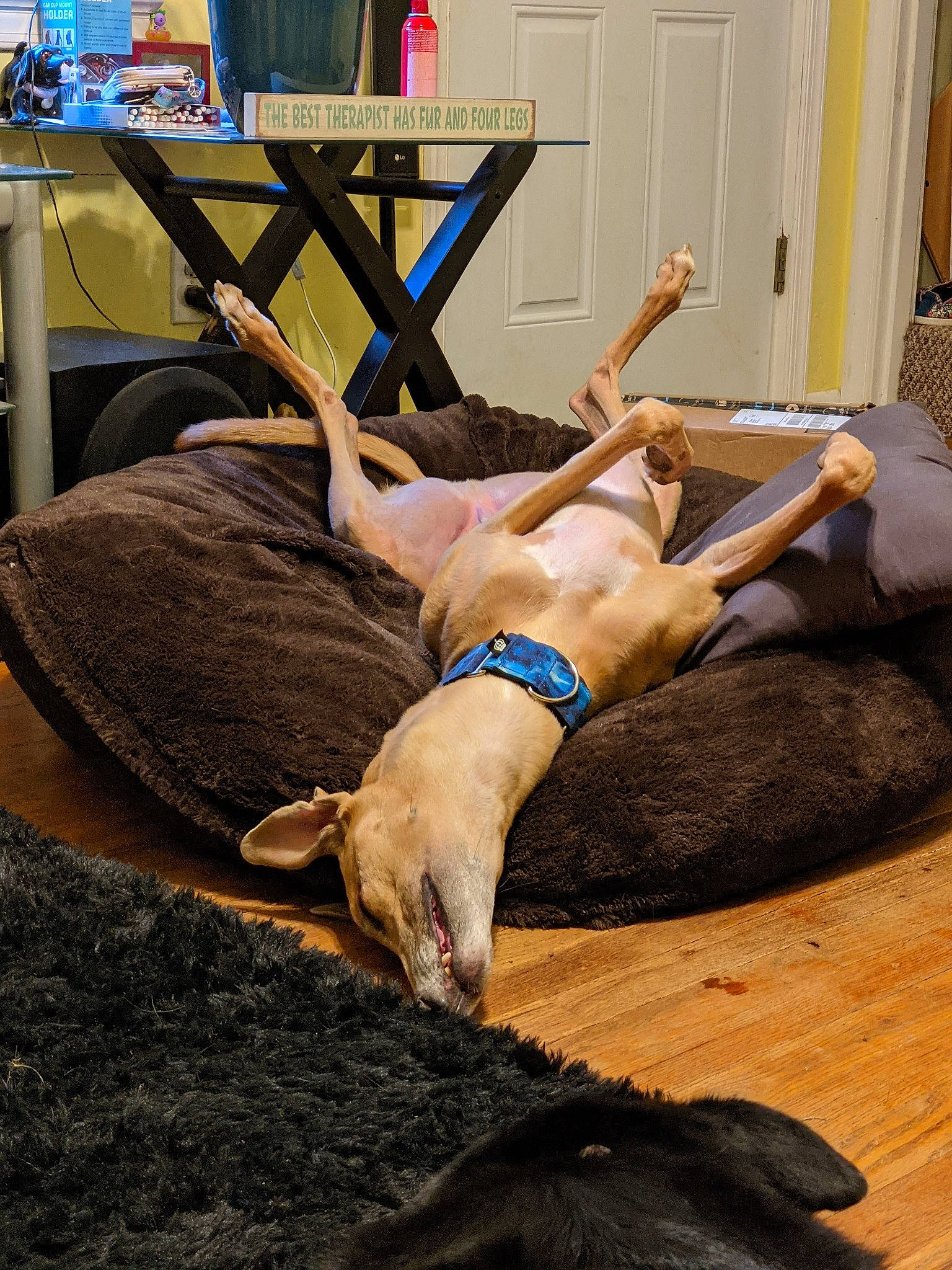 Archer joined the competition — help win amazing prizes! barefoot, canidae, carnivore, chair, comfort, companion_dog, dog, dog_breed, fawn, flooring, foot, hardwood, human_leg, leisure, pet_supply, sitting, sporting_group, thigh, wood, working_animal